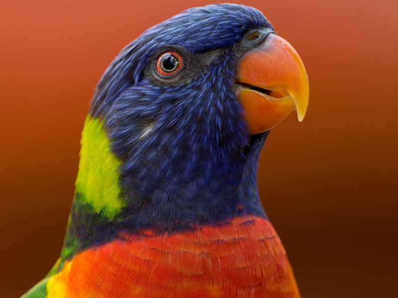 Persbericht Boekpresentatie ‘Vogels in&nbsp;nood’